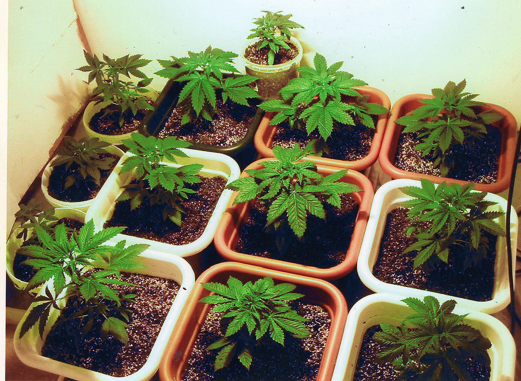 https://commons.wikimedia.org/wiki/Cannabis_sativa#/media/File:Plantacja.jpg