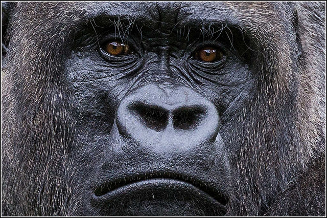 Imagen de un gorila en cautiverio, compartida en Flickr por el usuario Smudge 9000, utilizada en términos de la licencia Creative Commons