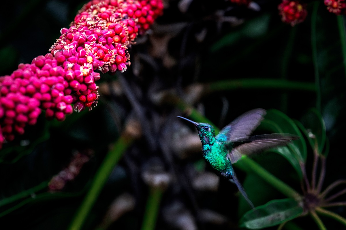 Photo couleur. Un colibri bleu-vert volète en direction d'une grappe de fleurs roses.