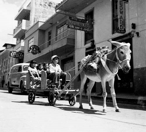 Des enfants dans une charrette tractée par un âne en pleine ville